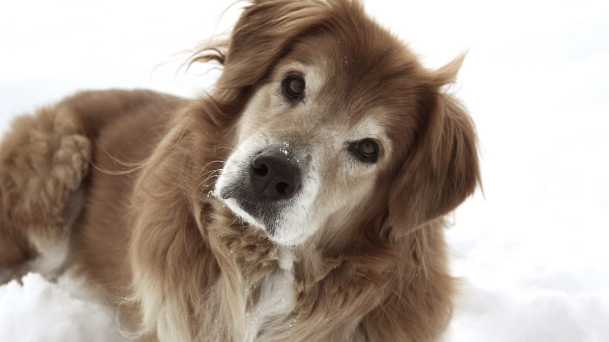 Possuir um cão diminui risco o cardiovascular, dizem estudos
